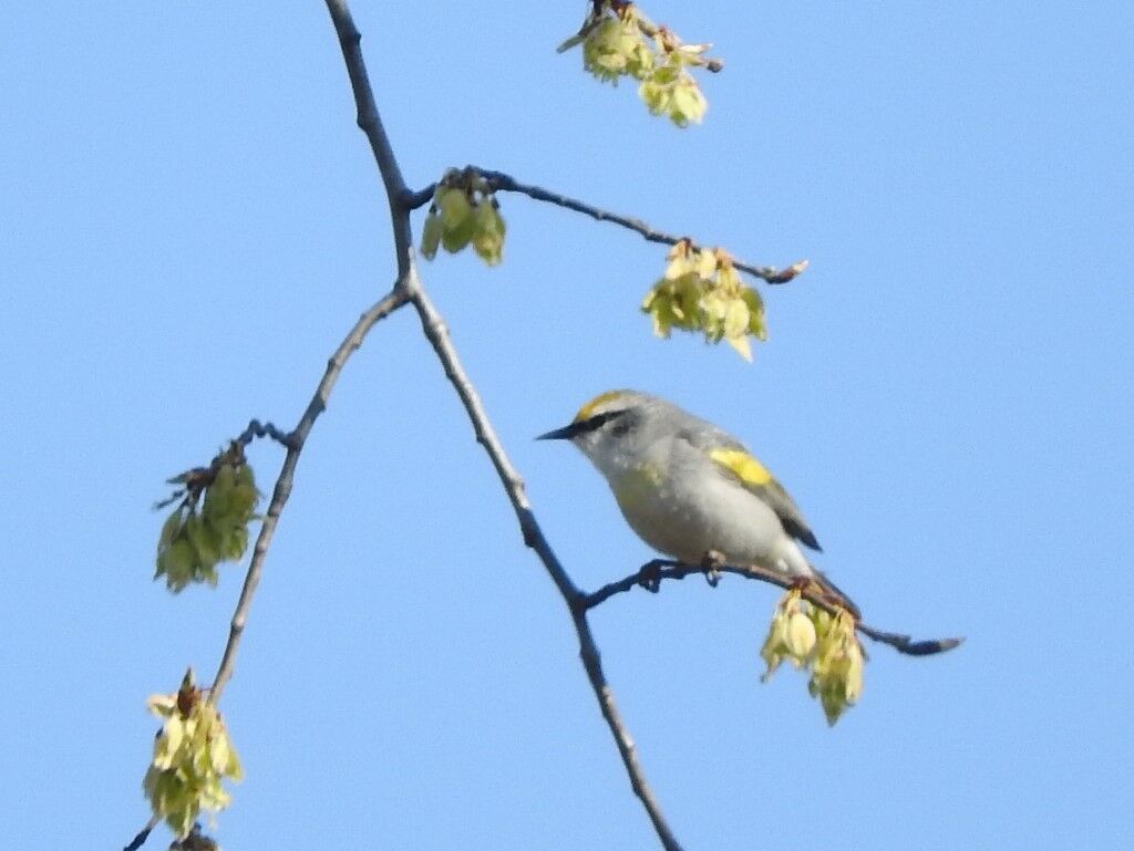 5-14-2021 hybrid Brewster's warbler (2).jpg